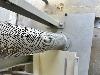  CARD CLOTHING SERVICES Single Nozzle Pillow Blower,